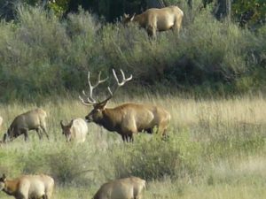 elk veiwing